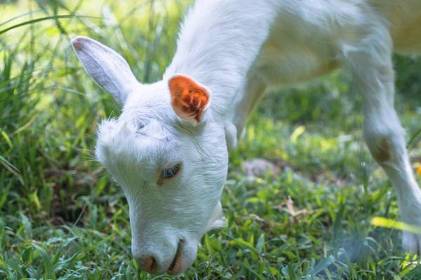 Resident goat