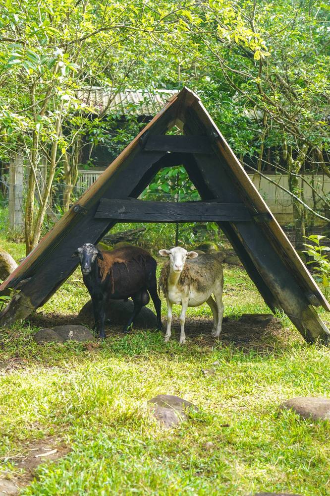 Goats in the garden