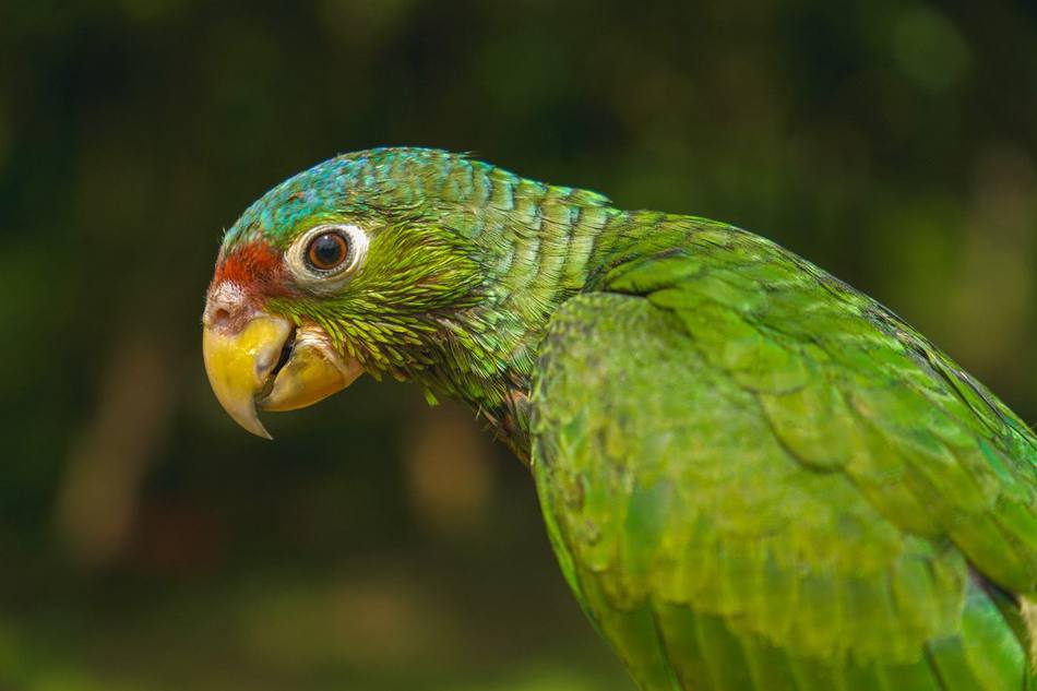 Parrot spotted on the property